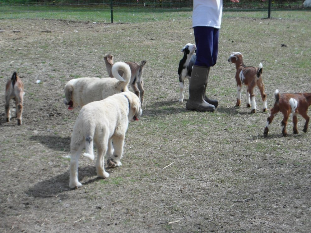 Wingin' it Farms LGD pups in training.JPG