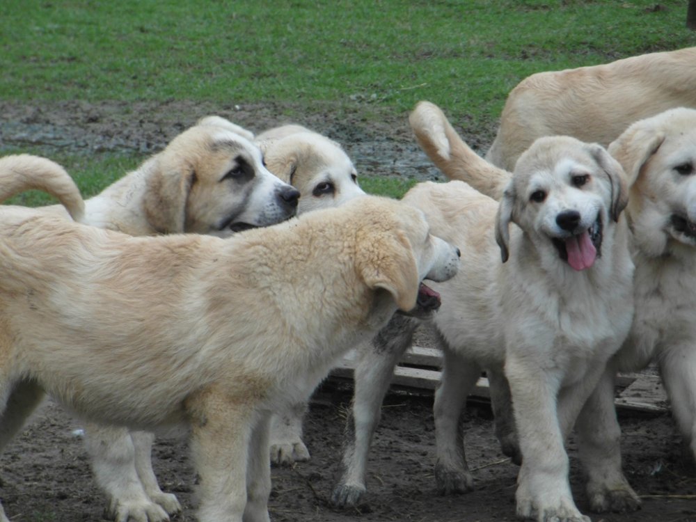 Wingin' it Farms LGD Pups- Muddy pups.JPG