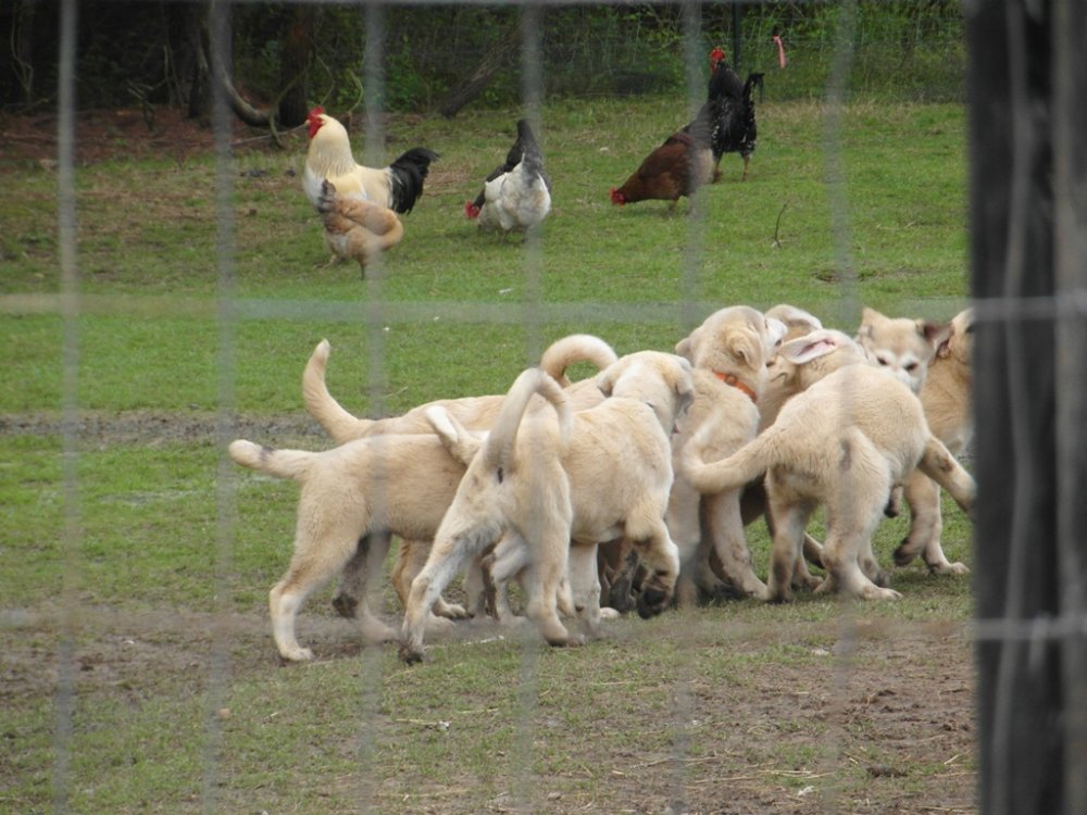 Wingin' it Farms LGD Pups - Playing pups.JPG