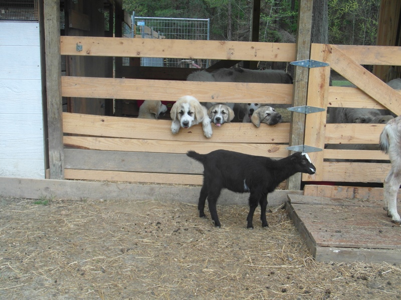 Wingin' it Farms LGD Pups -Spot.JPG