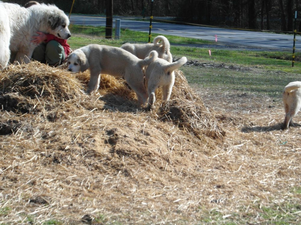 Wingin' it Farms LGD Pups training to hotwire (4).JPG