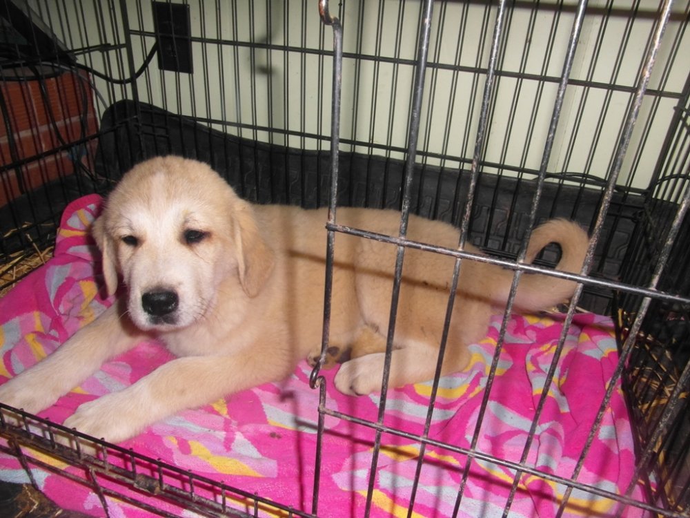 Wingin' it Farms LGD's Crate Training pup.JPG