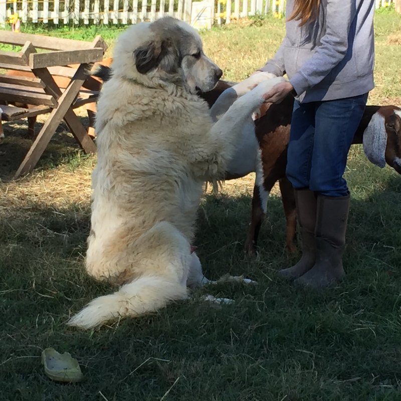 Wingin' it Farms Livestock Guardian Dog.JPG