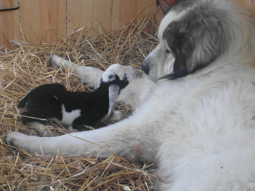 Wingin' it Farms Livestock Guardian Dog Miniature Nubian kidding.JPG