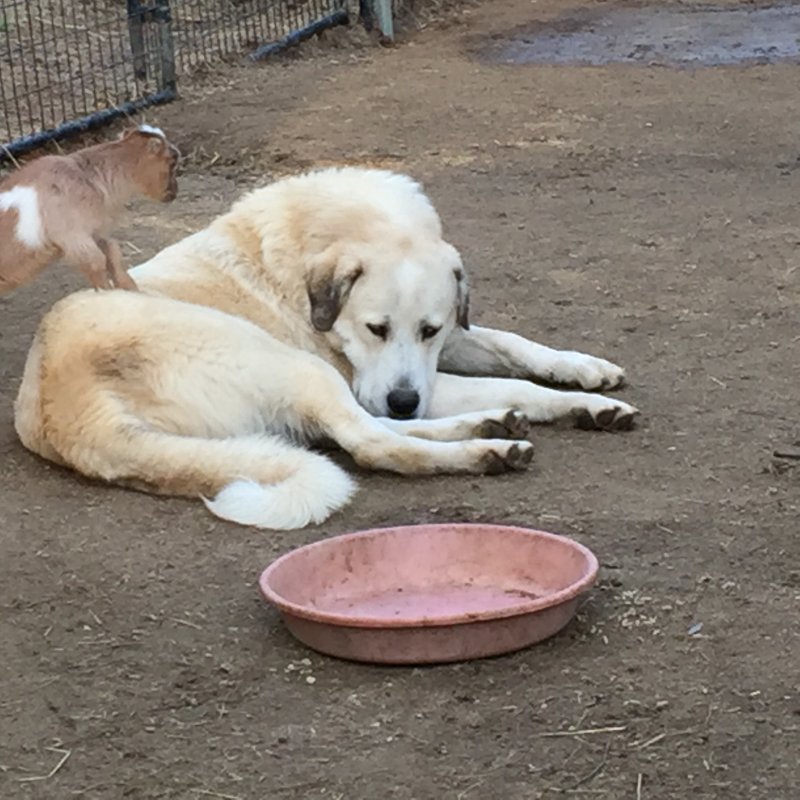 Wingin' it Farms Livestock Guardian Dogs 12 months with new kids 034.JPG