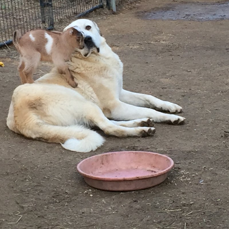 Wingin' it Farms Livestock Guardian Dogs 12 months with new kids 038.JPG