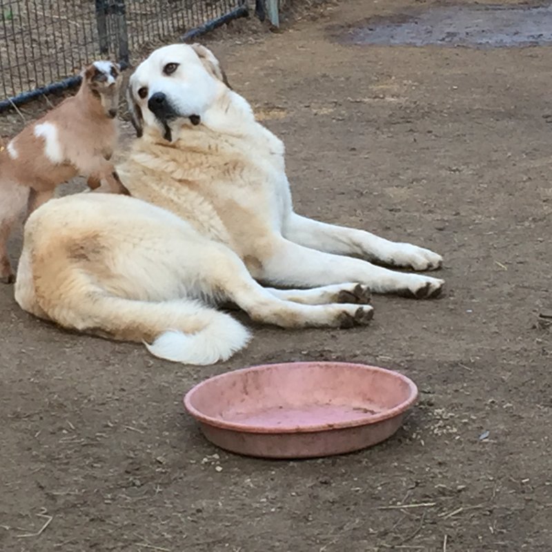 Wingin' it Farms Livestock Guardian Dogs 12 months with new kids 039.JPG