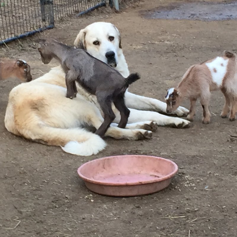 Wingin' it Farms Livestock Guardian Dogs 12 months with new kids 041.JPG