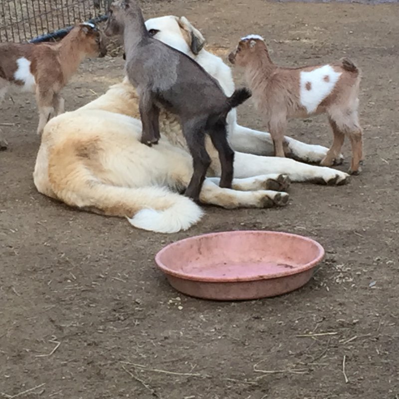 Wingin' it Farms Livestock Guardian Dogs 12 months with new kids 042.JPG