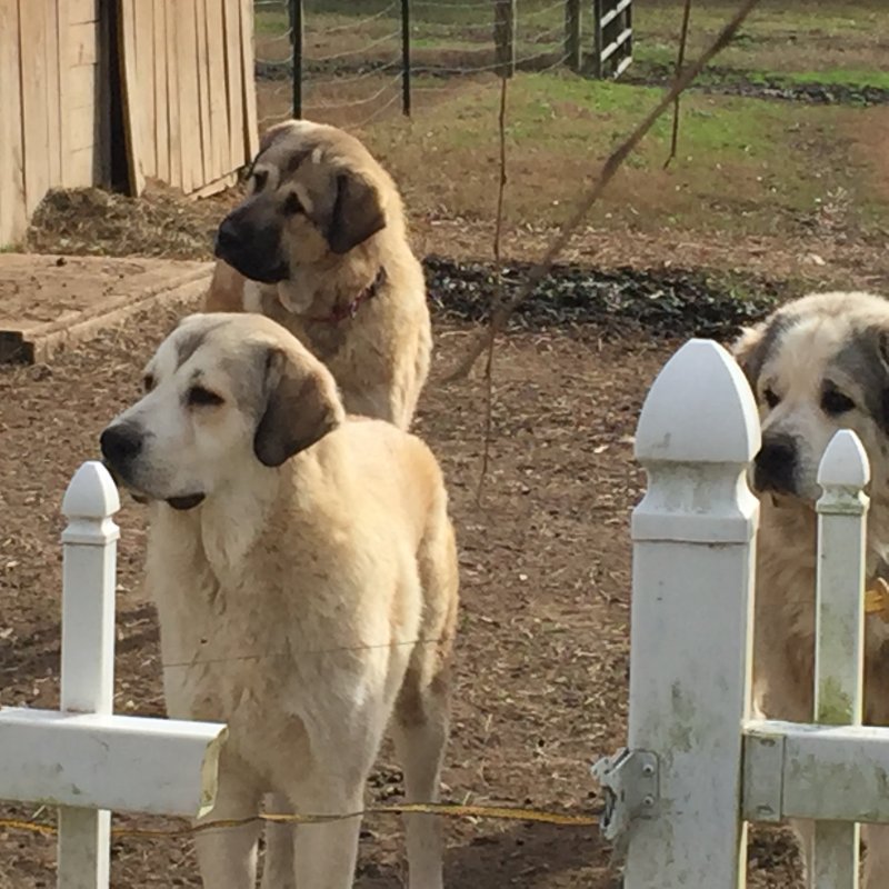 Wingin' it Farms Livestock Guardian Dogs Anatolian-Pyrenees pups in training (3).JPG