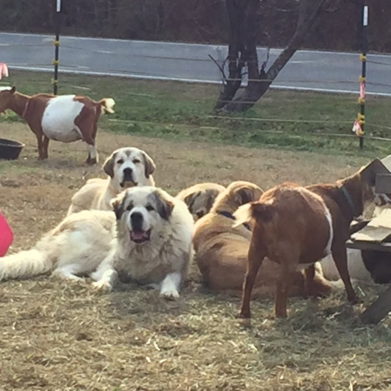 Wingin' it Farms Livestock Guardian Dogs Anatolian-Pyrenees pups in training (33).JPG