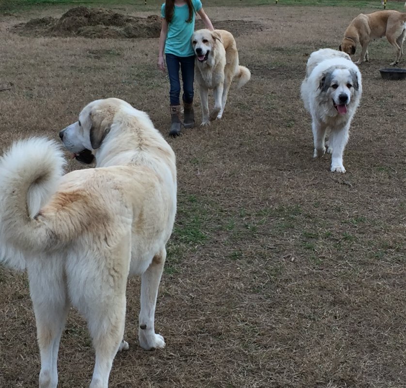 Wingin' it Farms Livestock Guardian Dogs Anatolian-Pyrenees pups in training (53).JPG