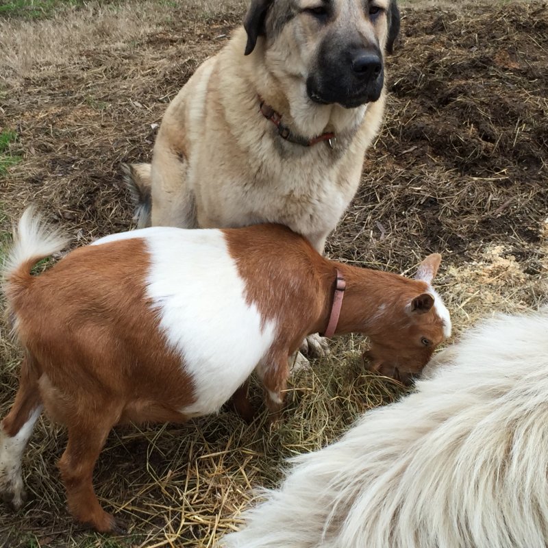 Wingin' it Farms Livestock Guardians 12months-trained (2).JPG