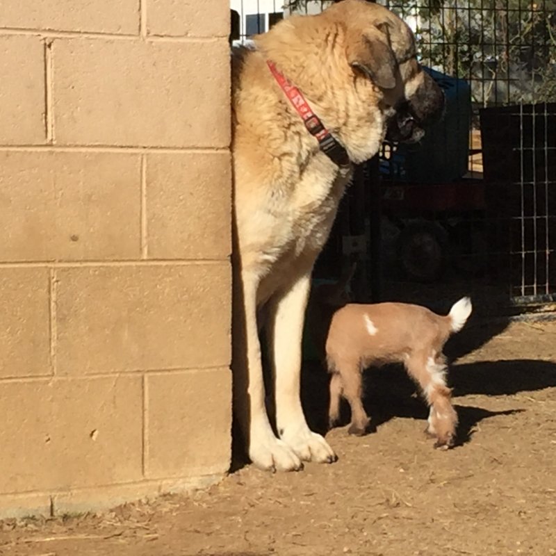 Wingin' it Farms Livestock Guardians 12months with new kids 082.JPG