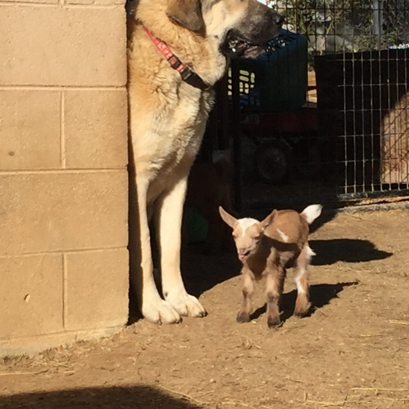 Wingin' it Farms Livestock Guardians 12months with new kids 083.JPG