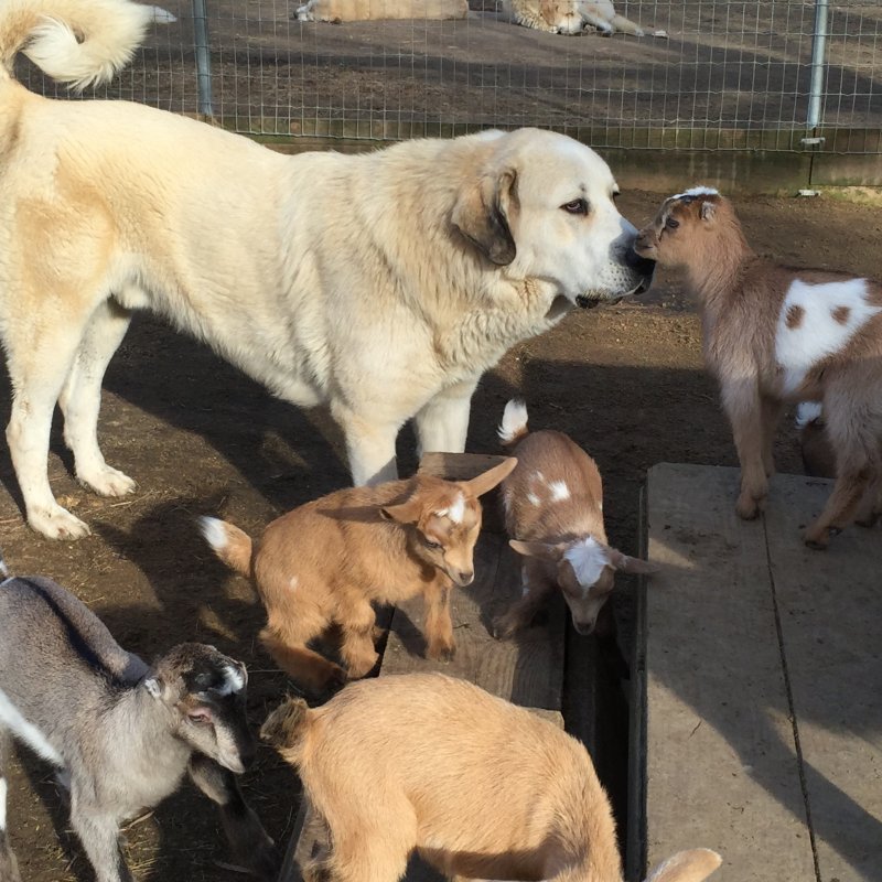 Wingin' it Farms Livestock Guardians 12months with new kids 134.JPG