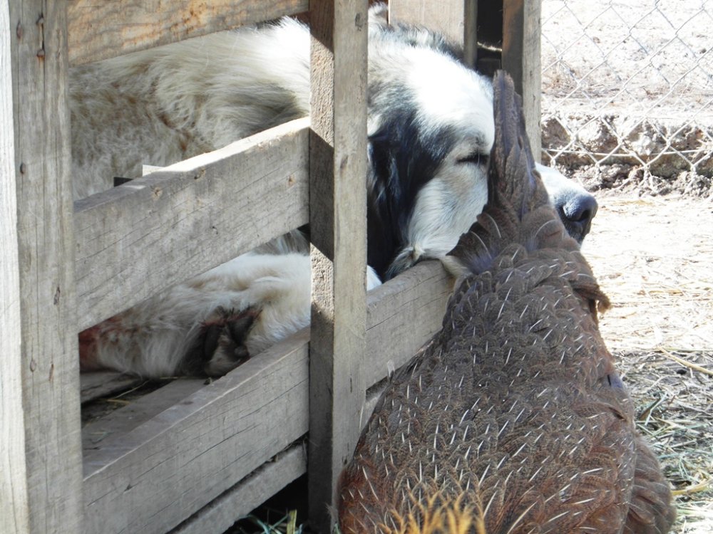 Wingin' it Farms Livestock Guardians Badger-Mature Male Great Pyrenees.JPG