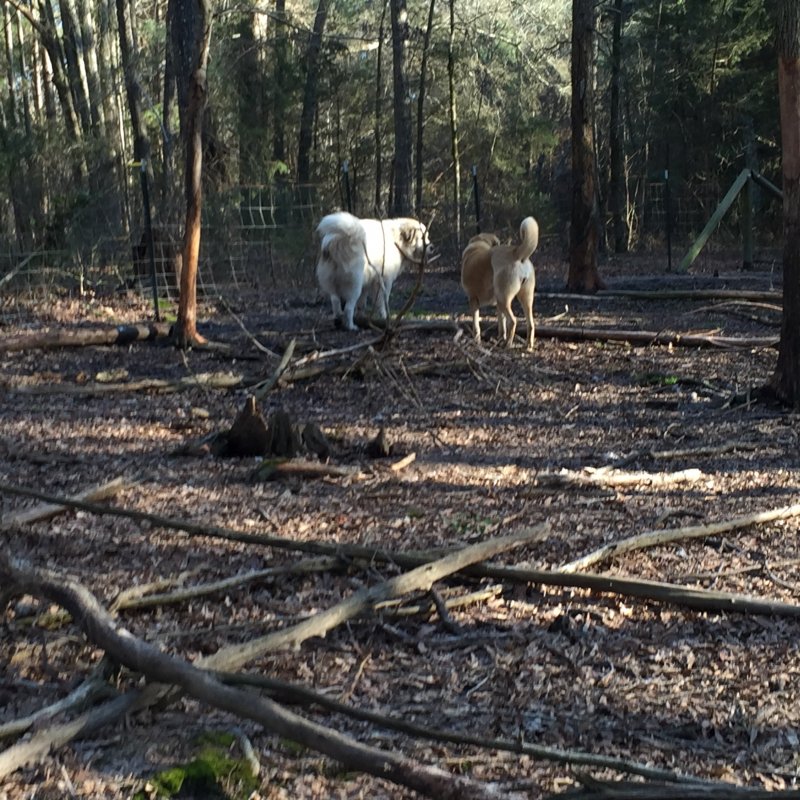 Wingin' it Farms Livestock Guardians- Callie returns to her field 1 year later (2).JPG