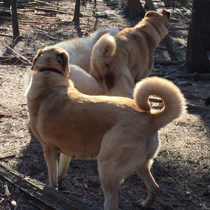 Wingin' it Farms Livestock Guardians- Callie returns to her field 1 year later (7).JPG