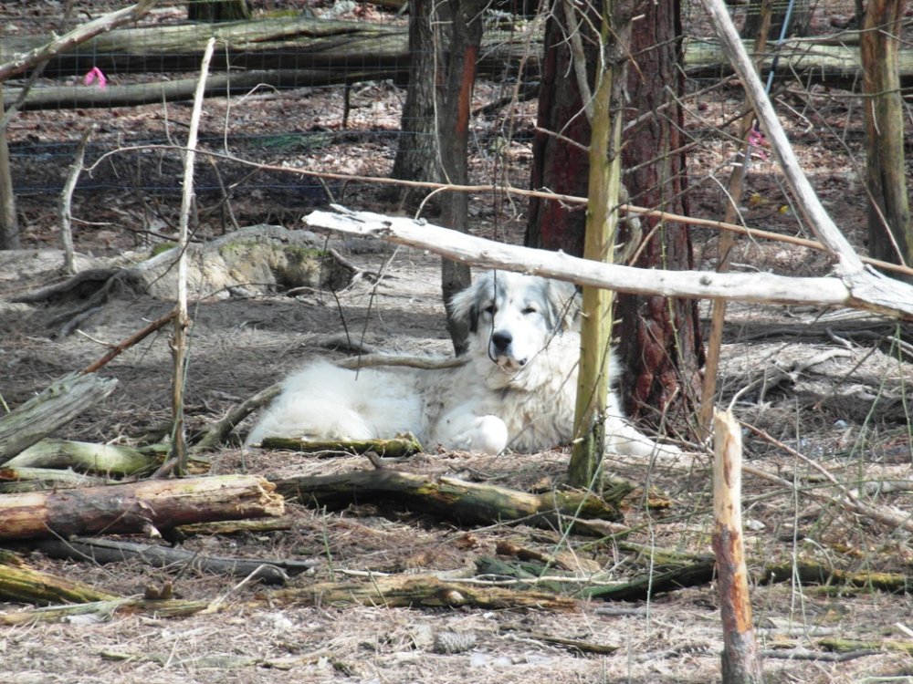 Wingin' it Farms Livestock Guardians pup 11months.JPG