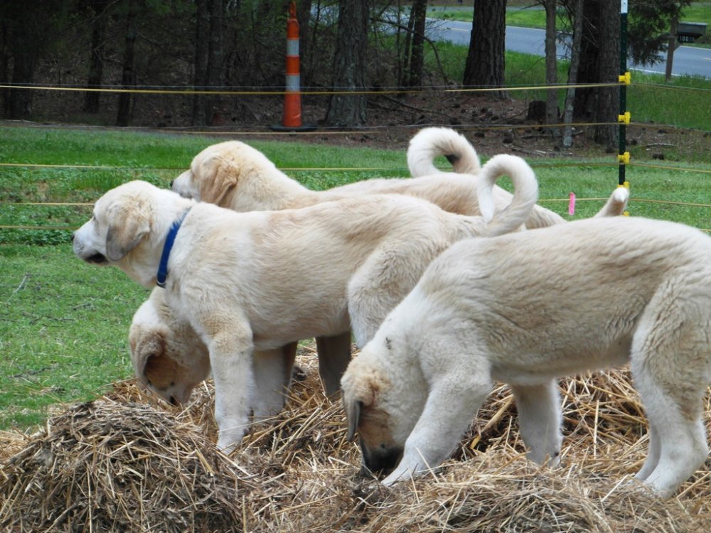 Wingin' it Farms Livestock Guardians Pups-14weeks (12).JPG