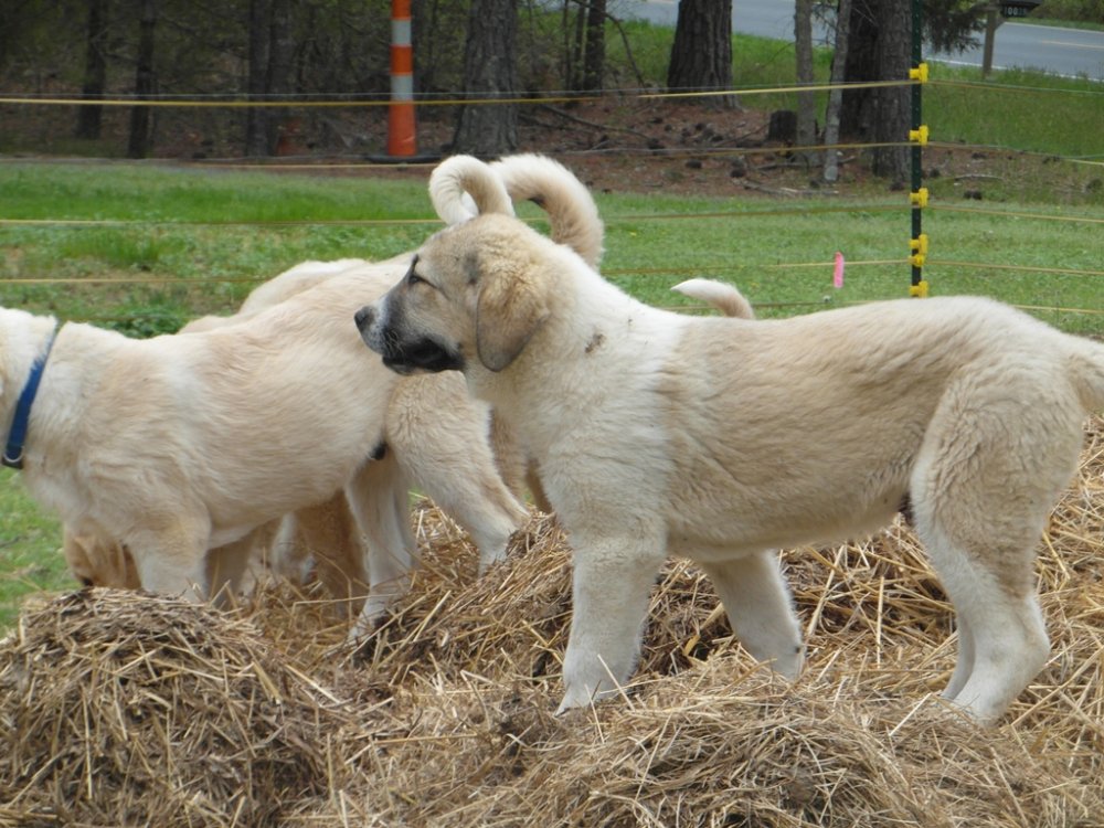 Wingin' it Farms Livestock Guardians Pups-14weeks (13).JPG