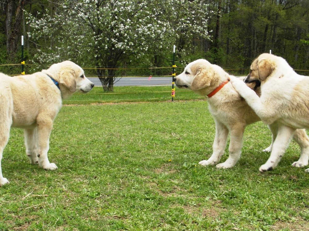 Wingin' it Farms Livestock Guardians Pups-14weeks  A little face off.JPG