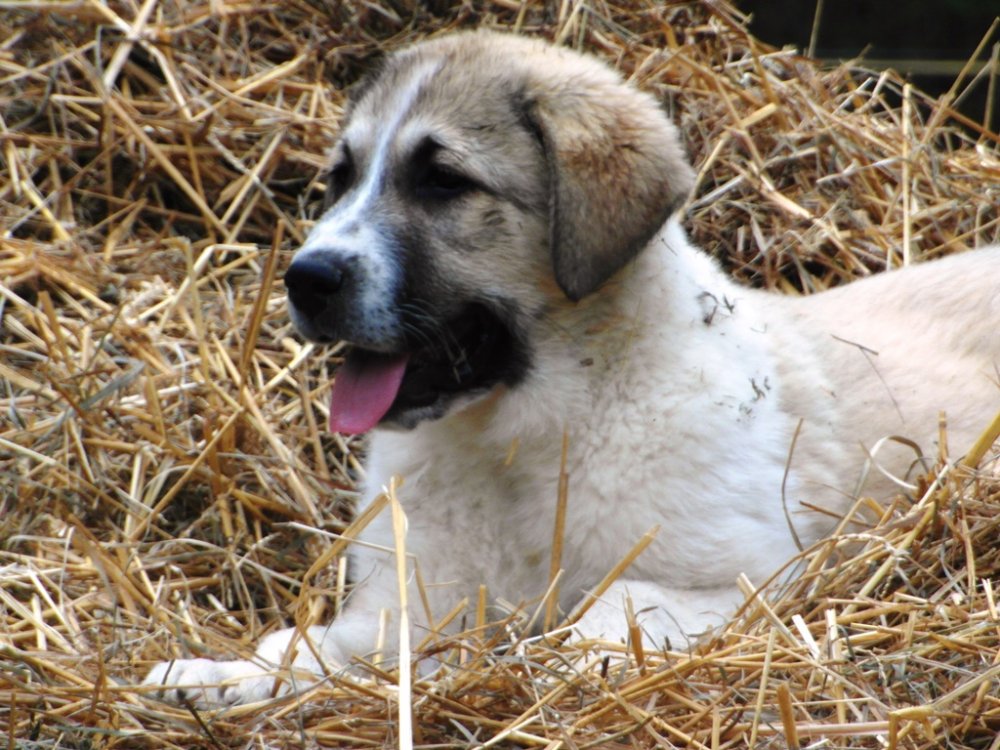 Wingin' it Farms Livestock Guardians Pups-14weeks Bernard.JPG