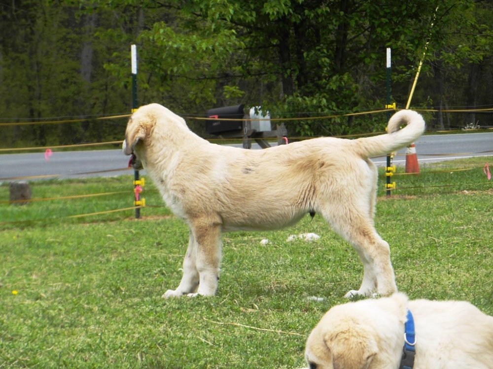 Wingin' it Farms Livestock Guardians Pups-14weeks Big Boy Spot (2).JPG