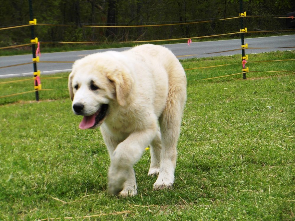 Wingin' it Farms Livestock Guardians Pups-14weeks Green (2).JPG