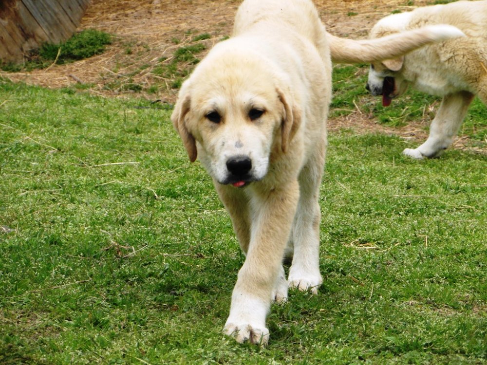 Wingin' it Farms Livestock Guardians Pups-14weeks Lil Tigg.JPG