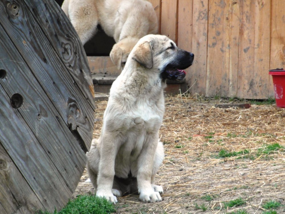 Wingin' it Farms Livestock Guardians Pups-14weeks Not Leo.JPG