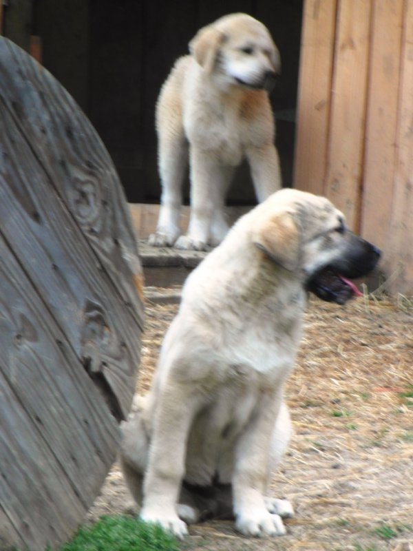 Wingin' it Farms Livestock Guardians Pups-14weeks Not Leo & PT.JPG