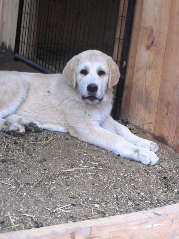 Wingin' it Farms Livestock Guardians Pups-14weeks PT.JPG