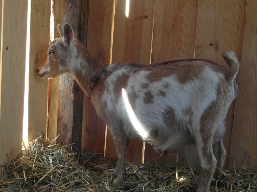 Wingin' it Farms Nigerian Dwarf Naomi in labor.JPG