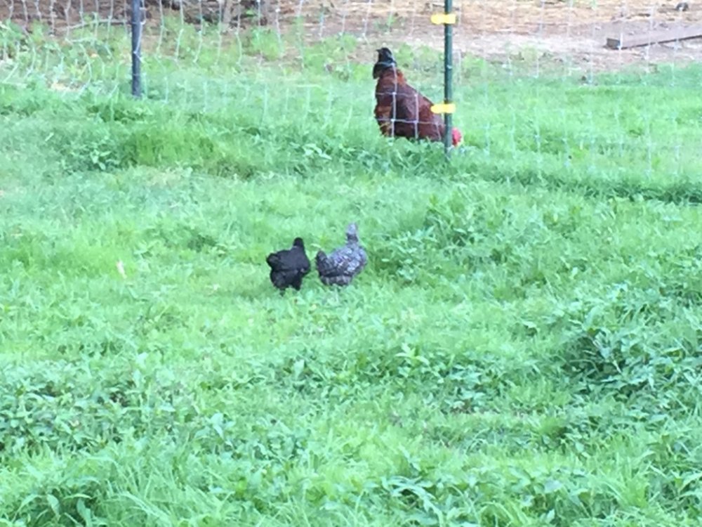 Wingin' it Farms Poultry 5 week old chicks.JPG