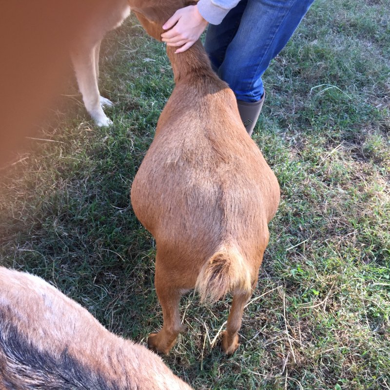 Wingin' it Farms  Wings & Caprines Nigerian Dwarf Ruthie (9).JPG