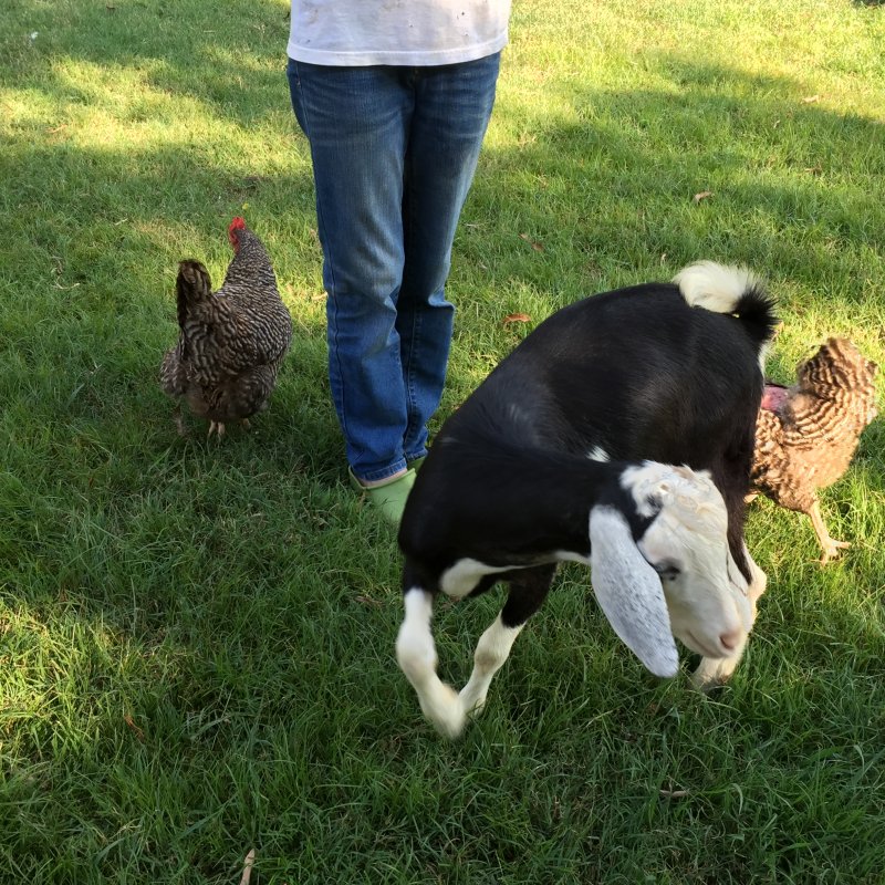 Wingin' it Farms            Wings & Caprines Registered Mini- Nubian Elliott 6months (1).JPG