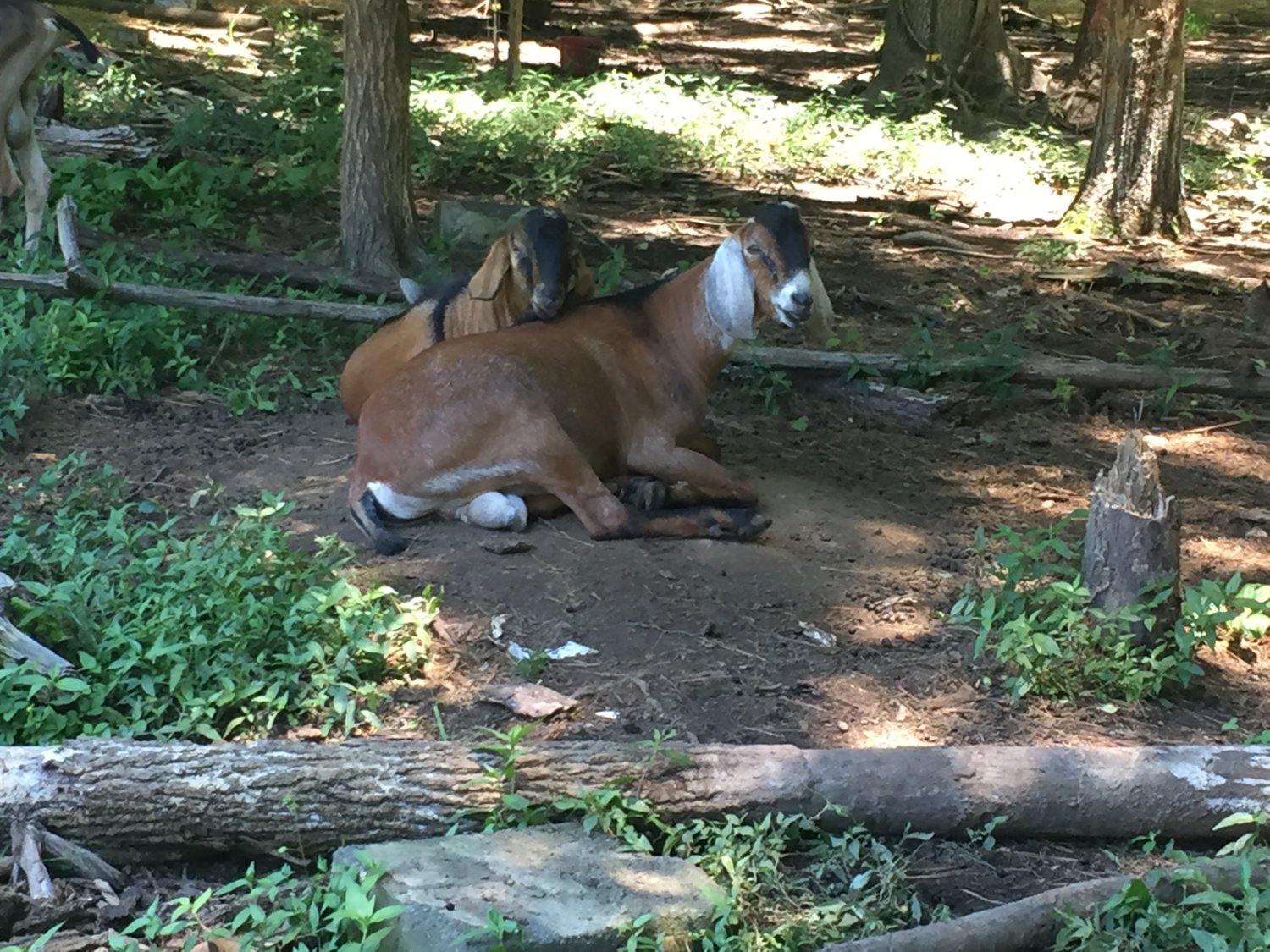 Wings & Caprines Buck buddies.JPG