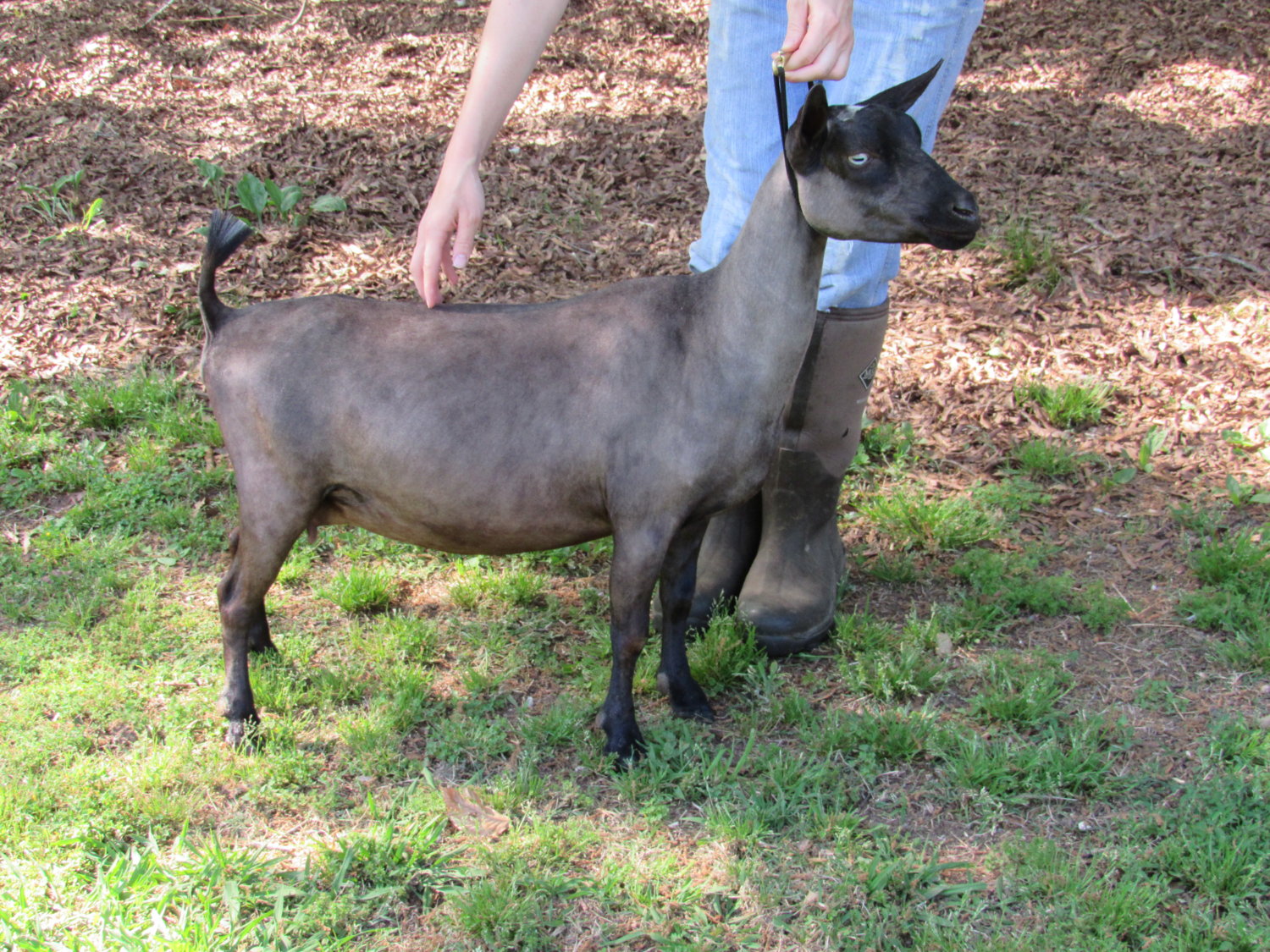 Wings & Caprines Lemon Chiffon 14.5 months dry yearling (2).JPG