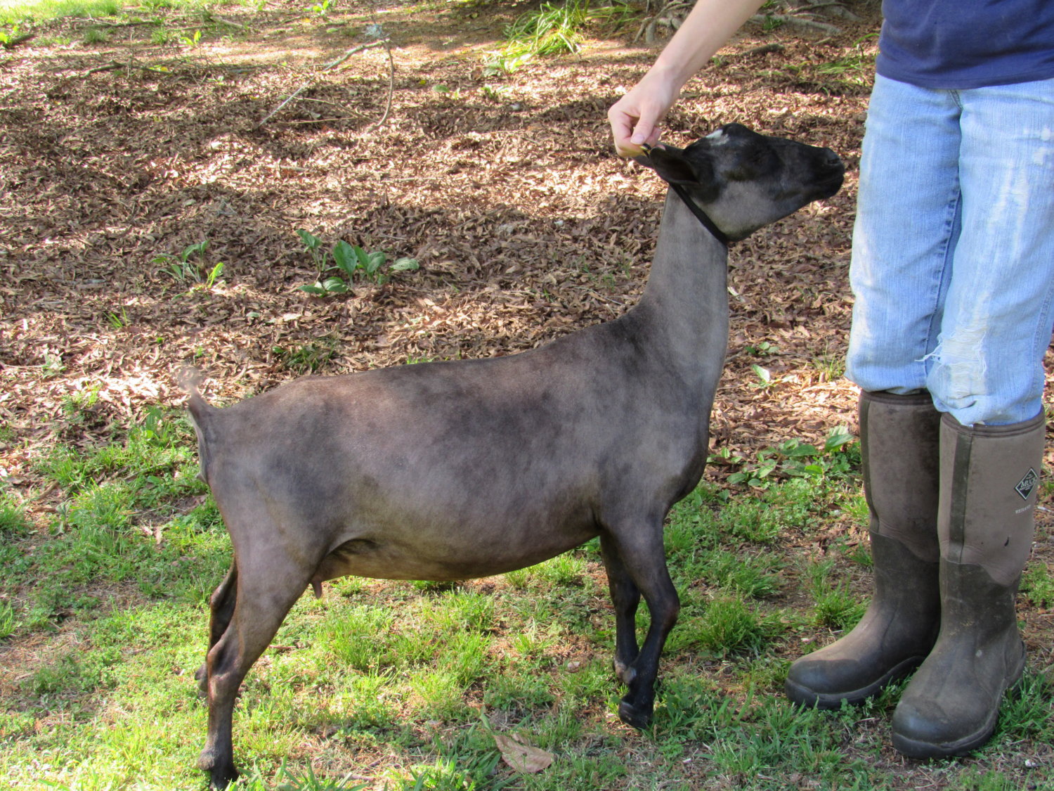 Wings & Caprines Lemon Chiffon 14.5 months dry yearling (3).JPG