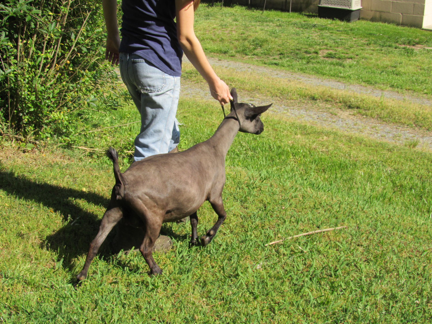 Wings & Caprines Lemon Chiffon 14.5 months dry yearling (4).JPG