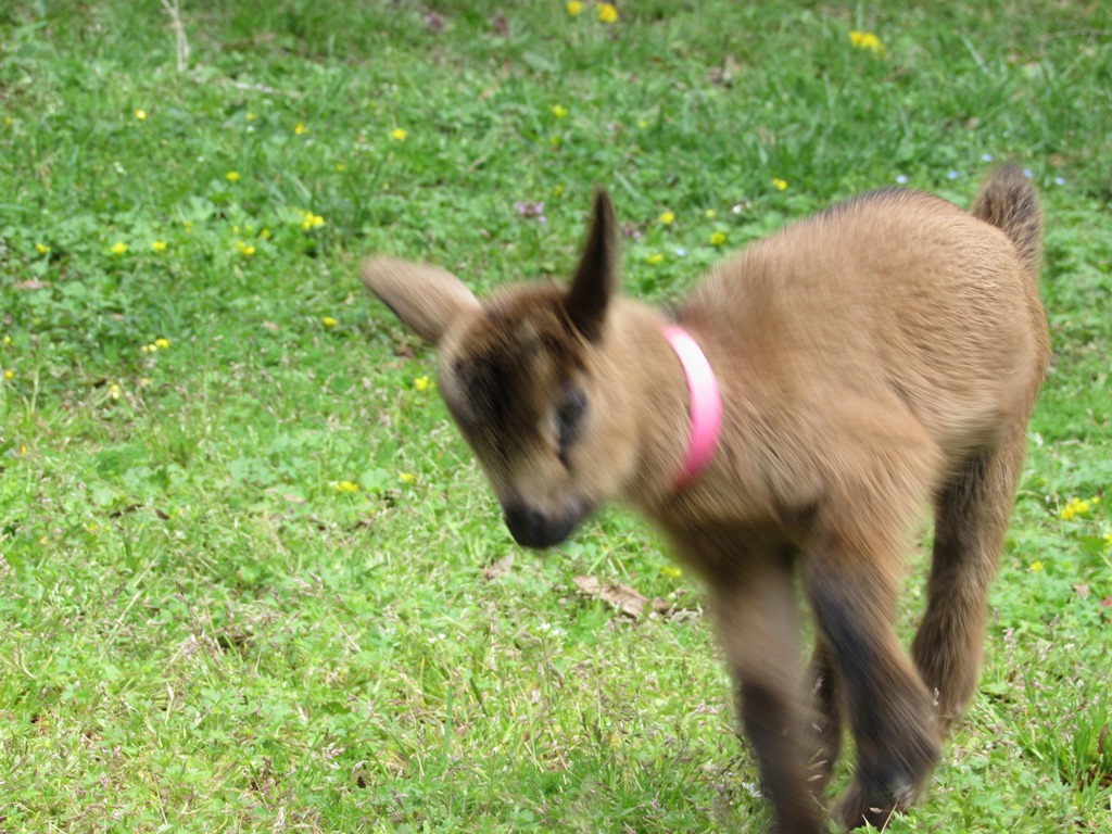 Wings & Caprines Nigerian Dwarf Kids DOB 4.5.2019 (12).JPG