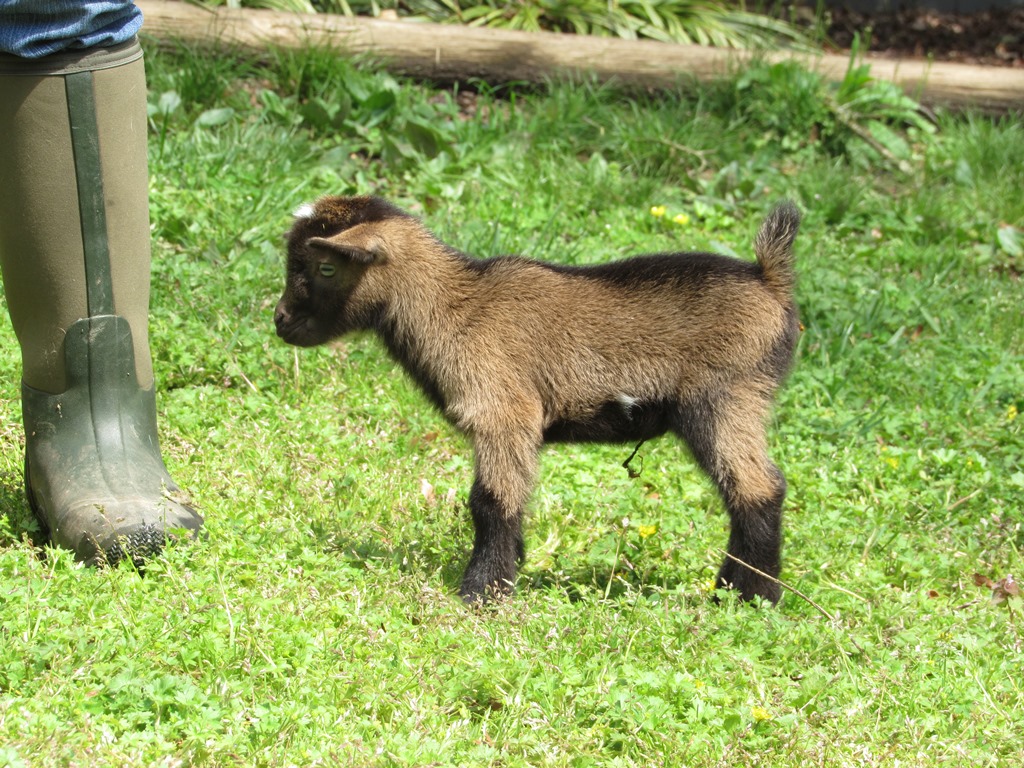 Wings & Caprines Nigerian Dwarf Kids DOB 4.5.2019 (13).JPG