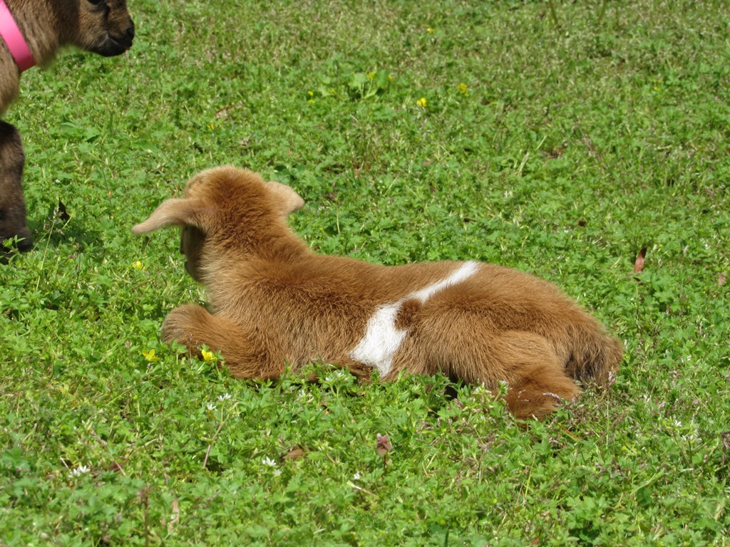 Wings & Caprines Nigerian Dwarf Kids DOB 4.5.2019 (14).JPG