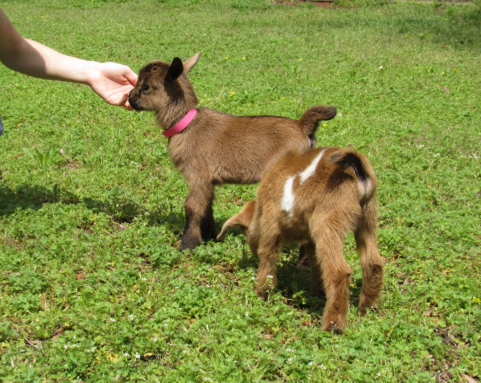 Wings & Caprines Nigerian Dwarf Kids DOB 4.5.2019 (17).JPG