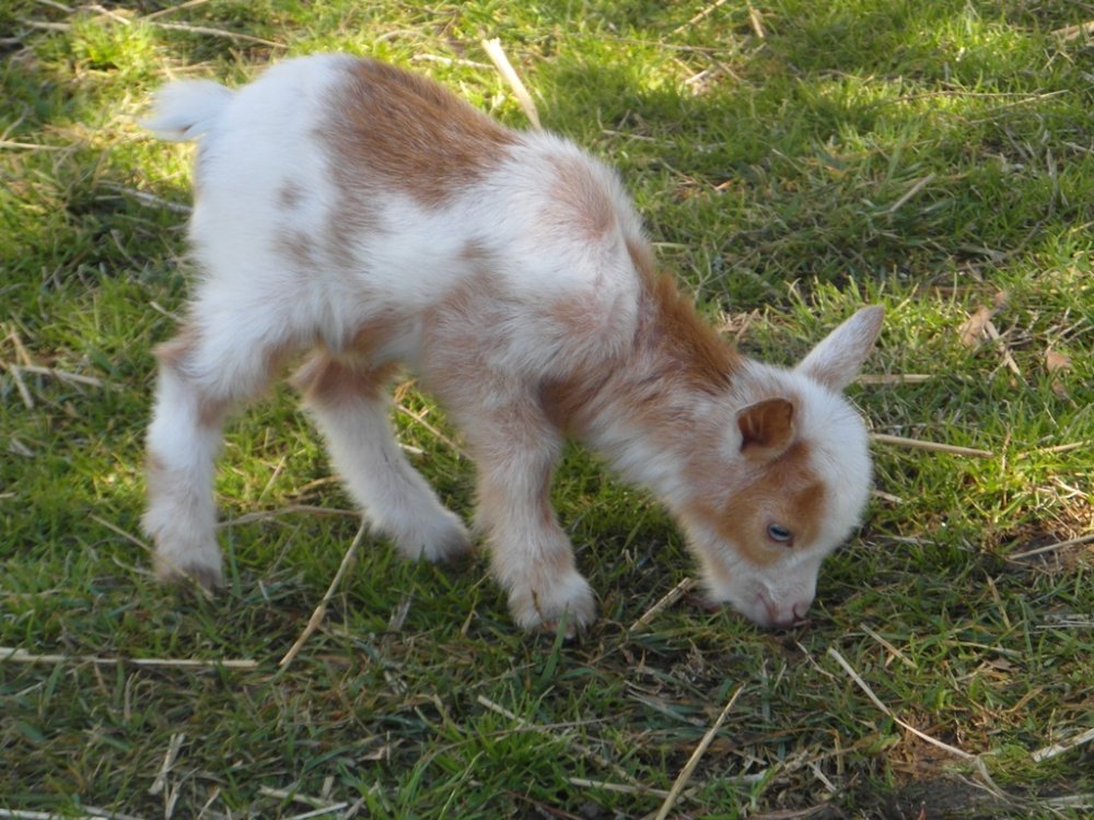 Wings & Caprines Registered Nigerian Dwarf        3-15  001 Bunny.JPG