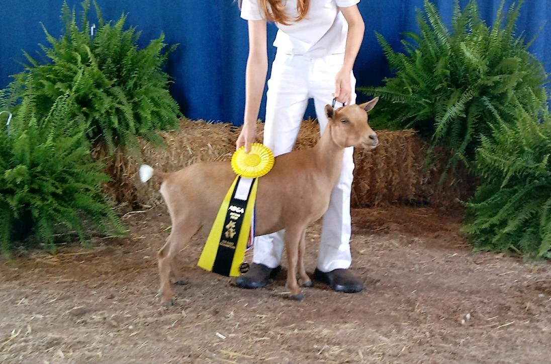 Wings & Caprines SunnyDay Clover GCH Earned dry leg-NRV Show (6).JPG