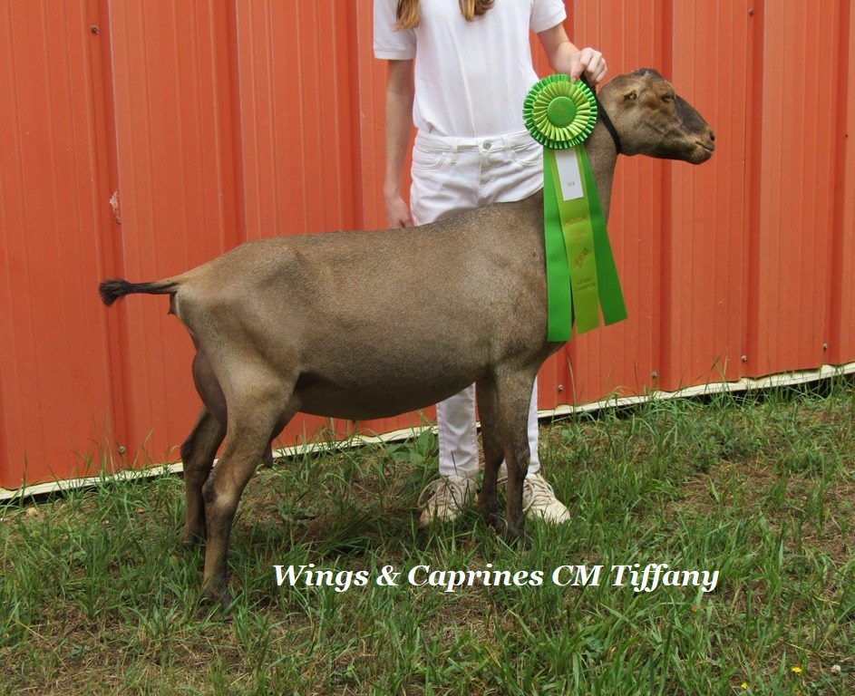 Wings & Caprines Tiffany GCH NRV Show - Copy - Copy.JPG