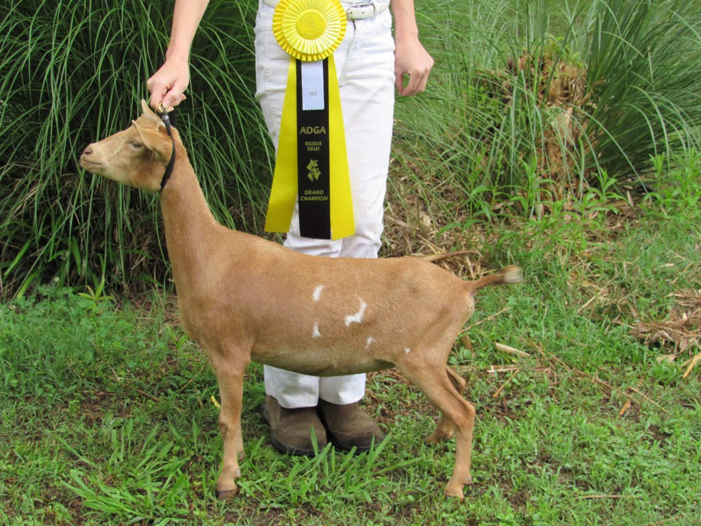 Wings & Caprines Totality GCH Restricted Leg 5-26 NCDGBA (2).JPG